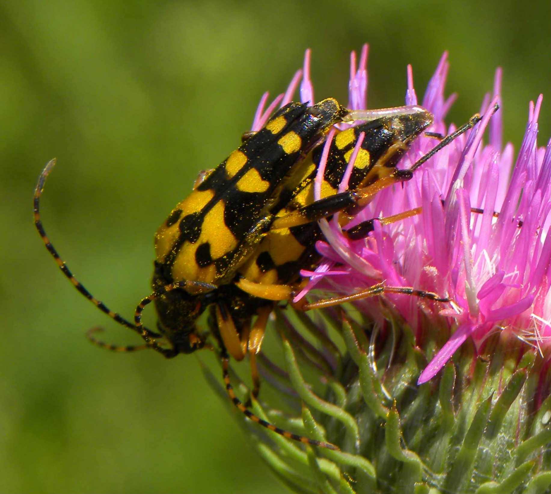 Rutpela maculata, Cerambycidae